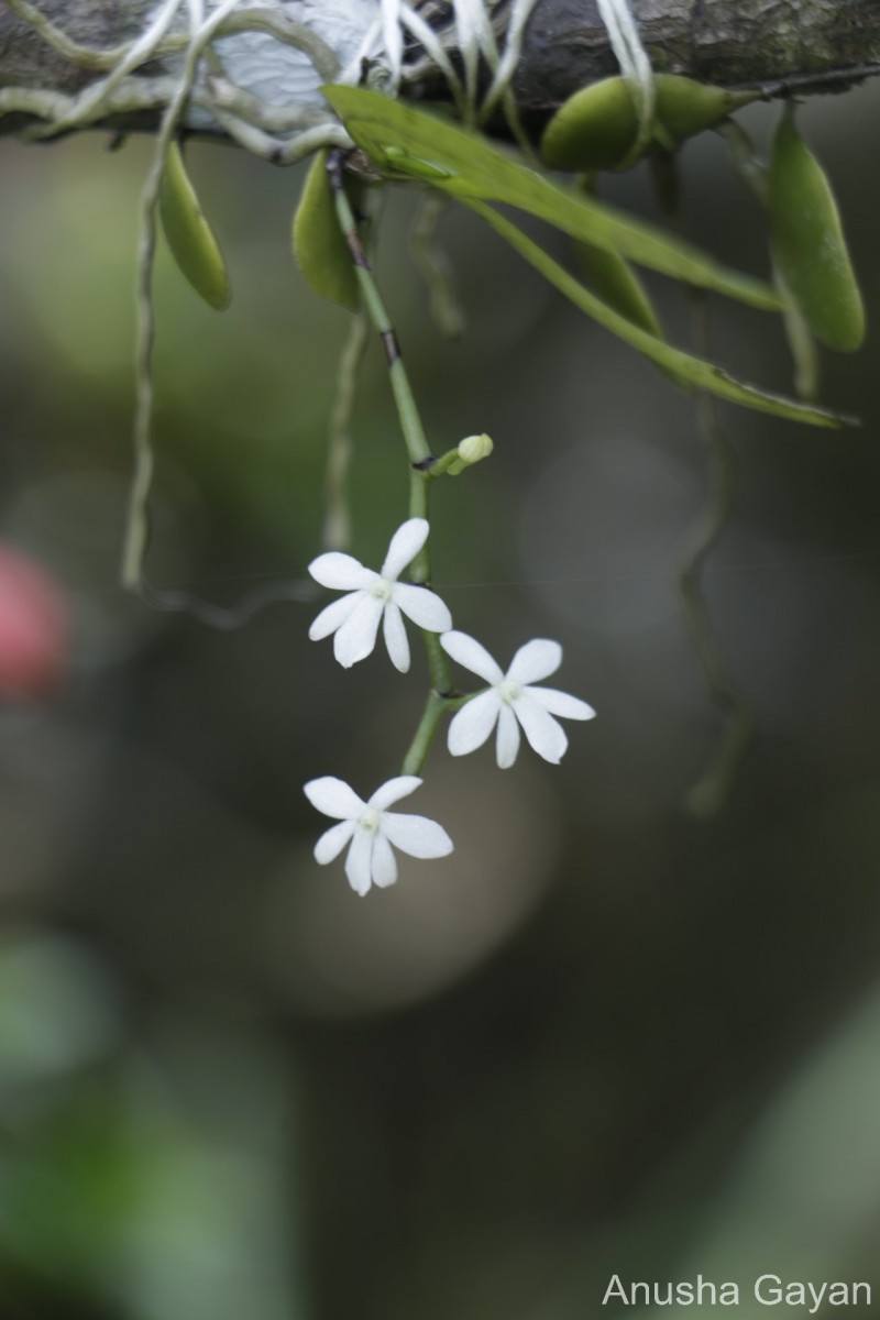 Aerangis hologlottis (Schltr.) Schltr.